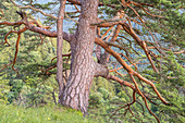 Pine in the Estergebirge, Eschenlohe, Upper Bavaria, Bavaria, Germany