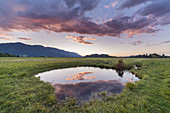 Spring pot in Murnauer Moos near Eschenlohe in front of the mountains of Ammergebirge, Upper Bavaria, Bavaria