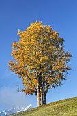 Bergahorn ibei Garmisch-Partenkirchen, Werdenfelser Land, Oberbayern, Bayern, Deutschland