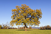 Oak tree in autumn, Großweil, Upper Bavaria, Bavaria, Germany, Europe