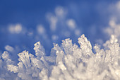 Snow Crystal, Großweil, Upper Bavaria, Bavaria, Germany, Europe