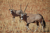 Oryx Antilopen auch Gemsbock oder Spießbock genannt, Wappentier Namibias, Namib Naukluft Park, Namibia