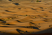 Kleine Kamelkarawane mit Touristen am frühen Morgen im Dünengebiet Erg Chebbi, Tafilalet, Marokko
