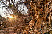 Treppe zum Vat Phou Tempel, Weltkulturerbe, Champassak Province, Laos