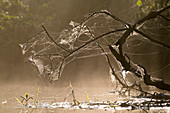 Spinnennetz in warmen Licht am Ufer der Spree, Spreewald, Brandenburg