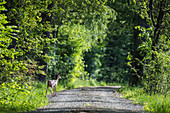 Young deer stands on the edge of a forest path in spring, Spreewald, Brandenburg, Germany