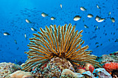 Hair star on the reef, Comaster schlegeli, Tufi, Salomon Lake, Papua New Guinea