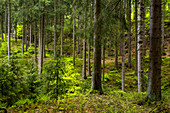 Conifers in the Silberbachtal, Teutoburg Forest, North Rhine-Westphalia, Germany
