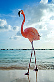 Flamingo posiert am Flamingo Beach von Aruba