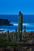 Aruba Cactuses Dämmerung