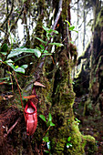 Carnivorous pitcher plant in the cloud forest of the Cameron Highlands or Taman Negara, Cameron Highlands, Sultanate Pahang, Malaysia