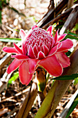 Torch ginger blooming in the jungle, Chiang Mai, Thailand