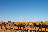 Kameltrekking in der Erg Chebbi Wüste, Erg Chebbi, Merzouga, Errachidia, Marokko