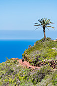 A hiker in Garajonay National Park overlooking the Atlantic Ocean, Agulo, La Gomera, Canary Islands, Spain