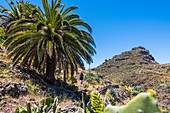 A hiker in an unspoiled landscape in the Garajonay National Park, Valle Gran Rey, La Gomera, Canary Islands, Spain