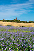 Flax Field, Alter and New Lighthouse at Cape Arkona, Rügen, Baltic Sea, Mecklenburg-Vorpommern, Germany