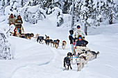 Schlittenhunde, Huskies bei Heggenes im Winter, Norwegen