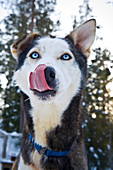 Norway, winter,  Heggenes,surroundings ,Sledge riding, huskies, snow