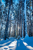 Winterlicher Pinienwald bei Sonnenschein, Heggenes, Norwegen