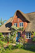 Blumenschmuck am reetgedeckten Friesenhaus, Amrum, Schleswig-Holstein, Deutschland