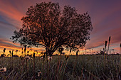 Silhouette eines Baumes vor leuchtendem Morgenrot in Bayern