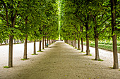 Rows of trees in Palais-Royal gardens in Paris, France