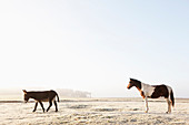 Pferd und Esel auf sonnigem Winterfeld