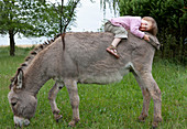 Cute girl laying on donkey in field