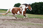 Brown and white horse running in rural field