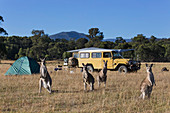 Kangaroos in sunny field near campsite