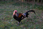 Rooster walking in grass