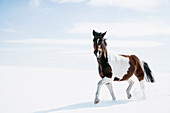 Ein braun-weißes Pferd auf der schneebedeckten Wiese