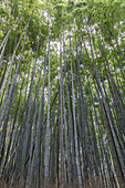 Der Arashiyama-Bambushain in Kyoto, Japan, Asien
