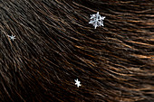 Perfekt geformte Schneeflocke landet auf dem braunen Fell eines Labrador Hundes