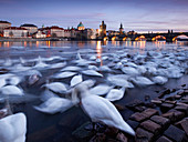 Swans in front of Charles Bridge, Prague, Czech Republic