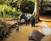 Elefanten im Fluss, Sigiriya, Zentralprovinz, Sri Lanka, Asien
