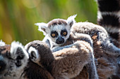 Baby Ring-tailed Lemur (Lemur catta), Anja Community Reserve, Haute Matsiatra Region, Madagascar, Africa