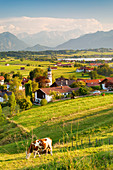 Blick vom Aidlinger Höhe über Aidling zum Wettersteingebirge und Zugspitze, Oberbayern, Bayerische Alpen, Bayern, Deutschland, Europa