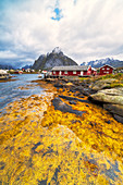 Sea covered with yellow seaweed during autumn, Reine, Nordland, Lofoten Islands, Norway, Europe