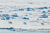 Mother Polar bear (Ursus maritimus) with their cubs in the high arctic near the North Pole, Arctic, Russia, Europe