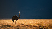 Backlit Ostrich in the early morning light, Masai Mara, Kenya, East Africa, Africa