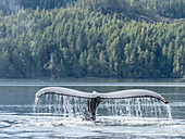 A lone humpback whale (Megaptera novaeangliae), flukes-up dive in Graham Reach, British Columbia, Canada, North America