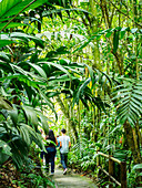 Walking through the Quindio Botanical Garden, Armenia, Colombia, South America