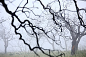 Eichenwald (Quercus Ilex) in der Nähe von Rio Tinto in der Dämmerung mit Nebel, Huelva-Provinz, Spanien