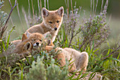 Three coyote pups resting in grass, Jackson Hole, Wyoming, USA