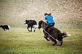 Mann reitet wilden Yak, Bulgan, Zentralmongolei, Mongolei, Mongolei