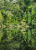 Mirror Lake, Oparara Basin, Kahurangi National Park, West Coast, South Island, New Zealand, Oceania