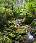 Rainforest, Oparara Basin, Kahurangi National Park, West Coast, South Island, New Zealand, Oceania