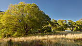 Willows at Lake Grasmere, Arthur's Pass National Park, Canterbury, South Island, New Zealand, Oceania