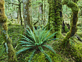 Regenwald am Lake Gunn Walkway, Fiordland Nationalpark, Southland, Südinsel, Neuseeland, Ozeanien